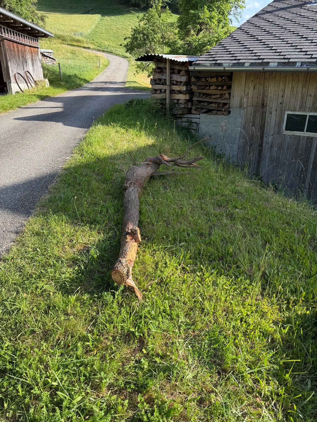 Articoli in legno: Schöner Zwetschgen Holzstamm – Usato da Huttwil venduto da Burk3