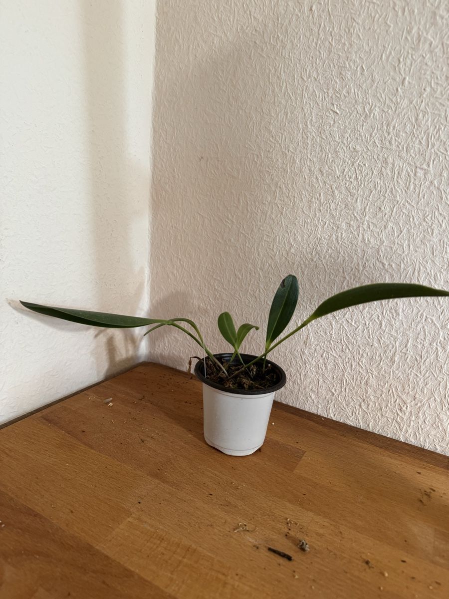 Plantes & graines: Pleurothallis restrepioides – D'occasion à Männedorf par mrclst