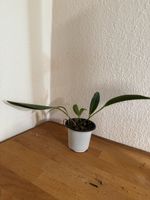 Pleurothallis restrepioides