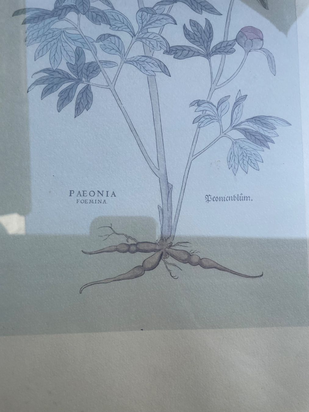 Dipinti: 3  Dessins - botanique – Usato da Minusio venduto da Pink222 5