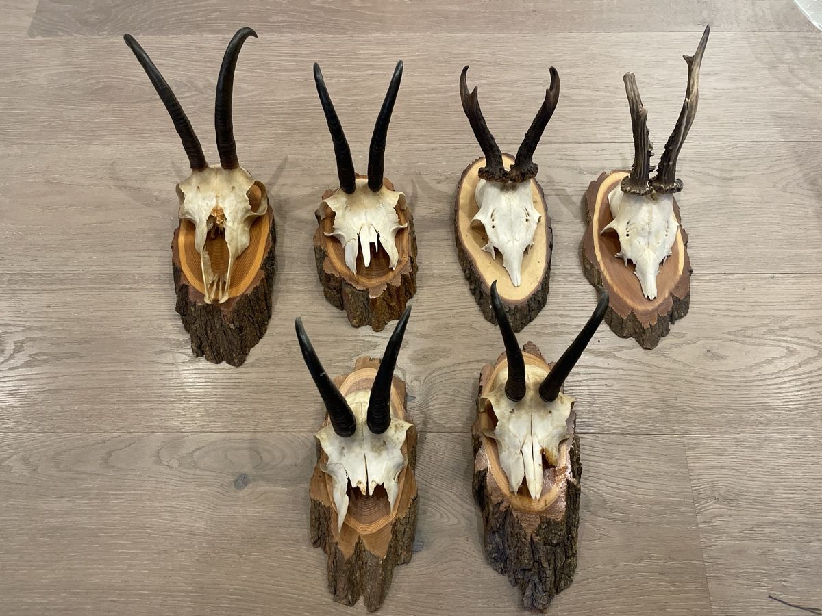 Il mondo degli animali: Geweih - Unikat - 5 Stk – Usato da Uitikon Waldegg venduto da sch_68vz