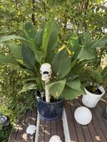 Canna Indica Pflanze in blauem Keramiktopf gebraucht