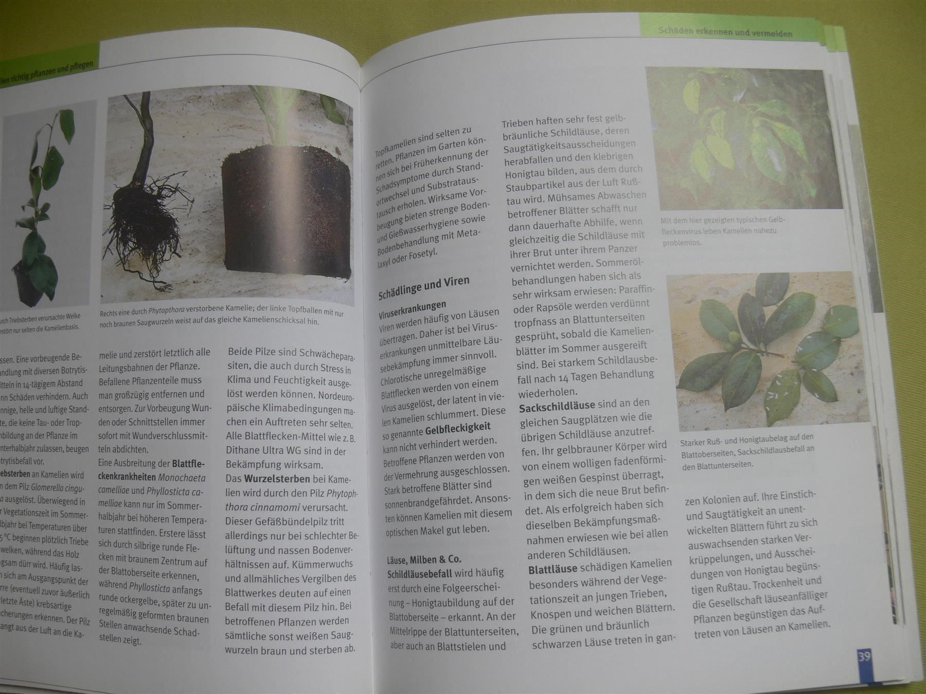 Libri: Kamelien / blv 2005 -Peter Fischer - Die schönsten Sorten .. – Usato da Muttenz venduto da Negnuja 2