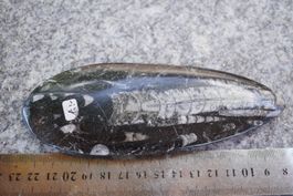Othoceras Xl   14cm x 5cm    Räumung    (1)
