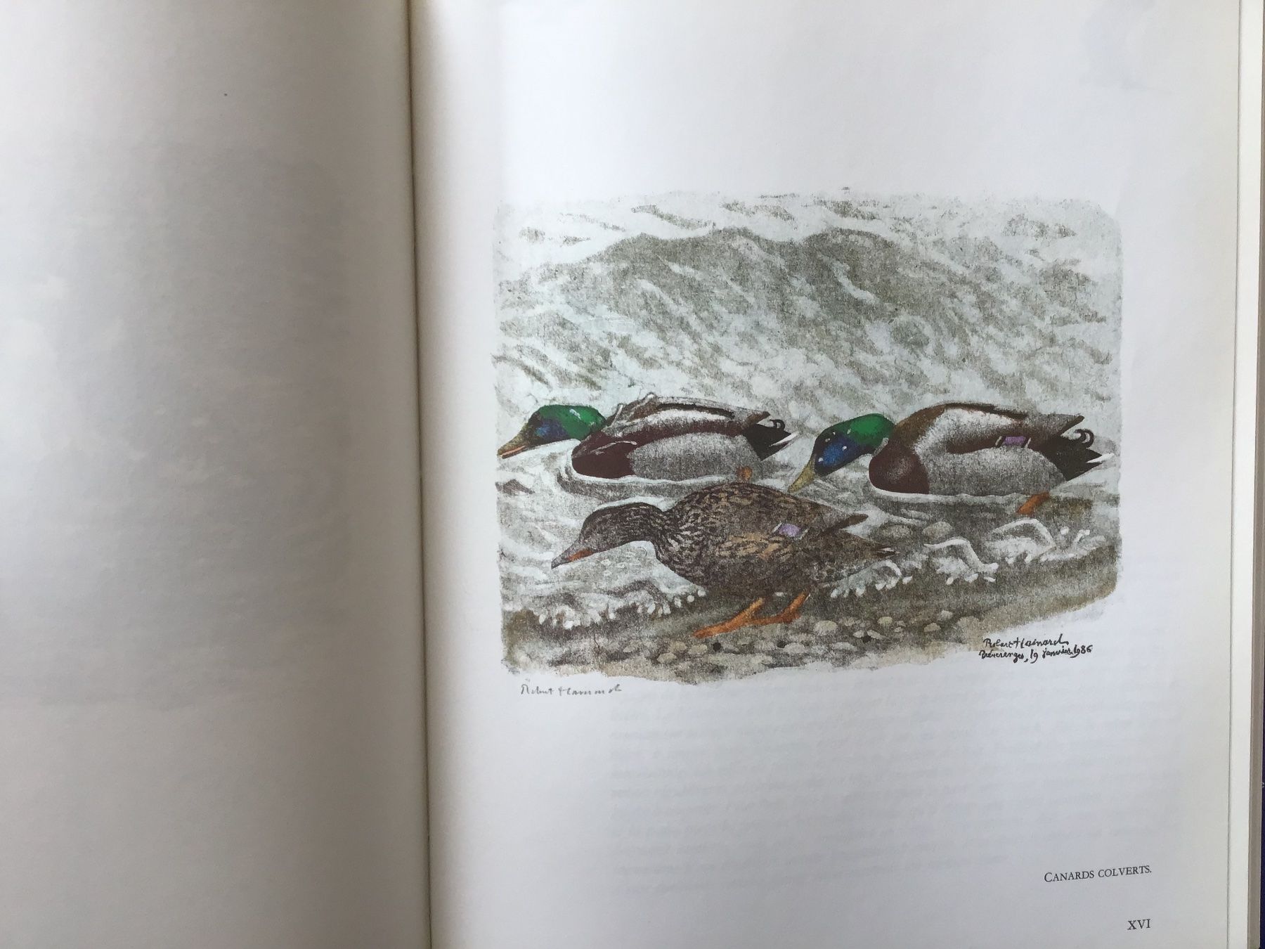 Libri: Les oiseaux du Lac Léman – Usato da Fully venduto da Ruby97 7