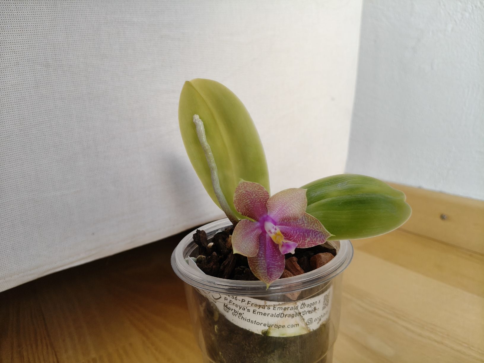Piante & sementi: Phalaenopsis Freya Emerald Dragon – Usato da Chamoson venduto da Yuriyaa 4
