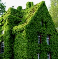 Parthenocissus quinquefolia – Wilder Wein, 1 kräftige Triebe