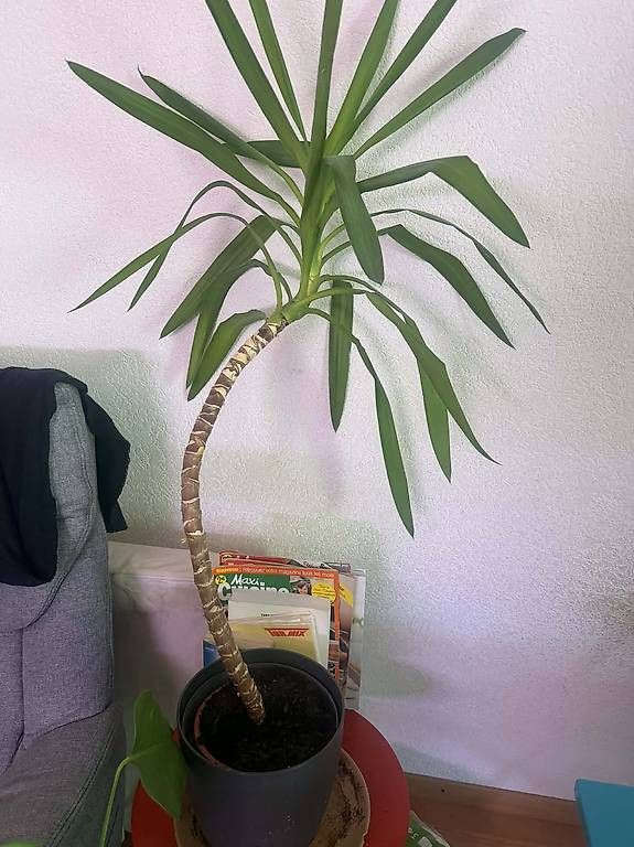 Piante & sementi: Yucca robuste – Usato da torgon venduto da gucci39