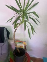 Yucca robuste