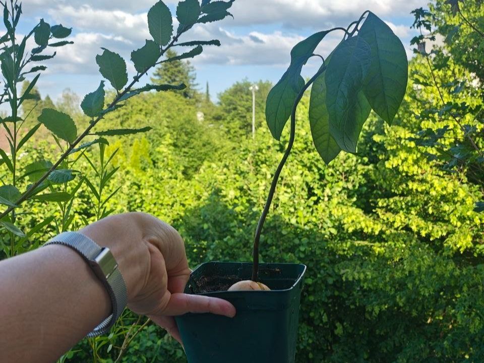 Piante & sementi: Avocado Baum – Usato da Schlieren venduto da Edgar_k 1