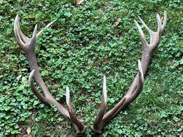Hirsch Geweih 🦌 # 14 Ender PAAR Hirschhorn Jagd Stange