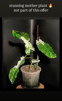🔥PHILODENDRON PARAISO VERDE - ALBO ESTABLISHED HEAD CUTTING