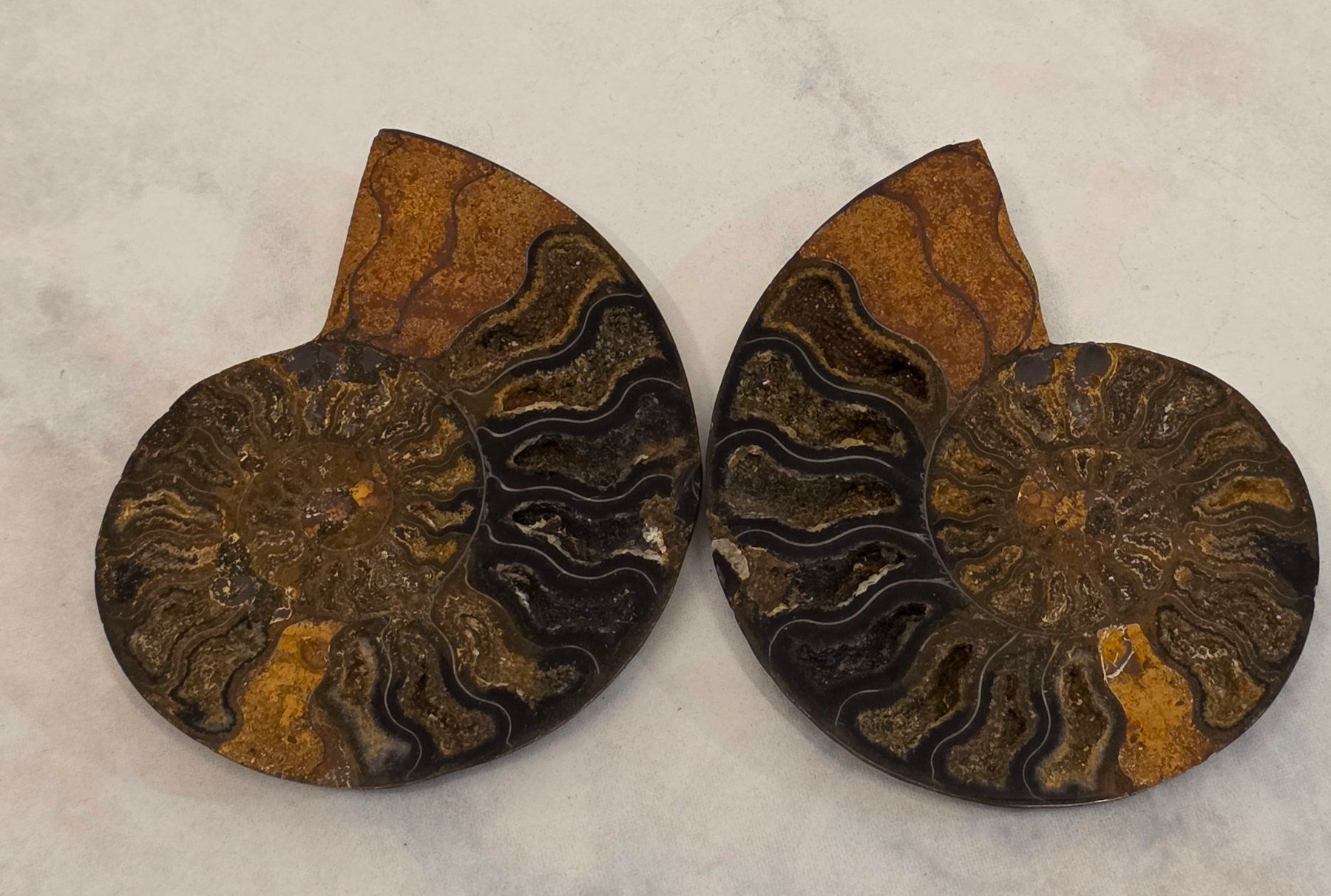 Fossili: Ammoniten Paar 124g – Usato da Matzingen venduto da Shay_Crystalz