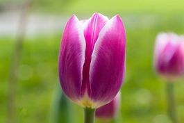 Top! Blumenzwiebeln mit Wurzeln, 24 Stück, Topf ist gratis