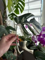 Monstera Ableger Variegata - Seltene Schönheit für Zuhause