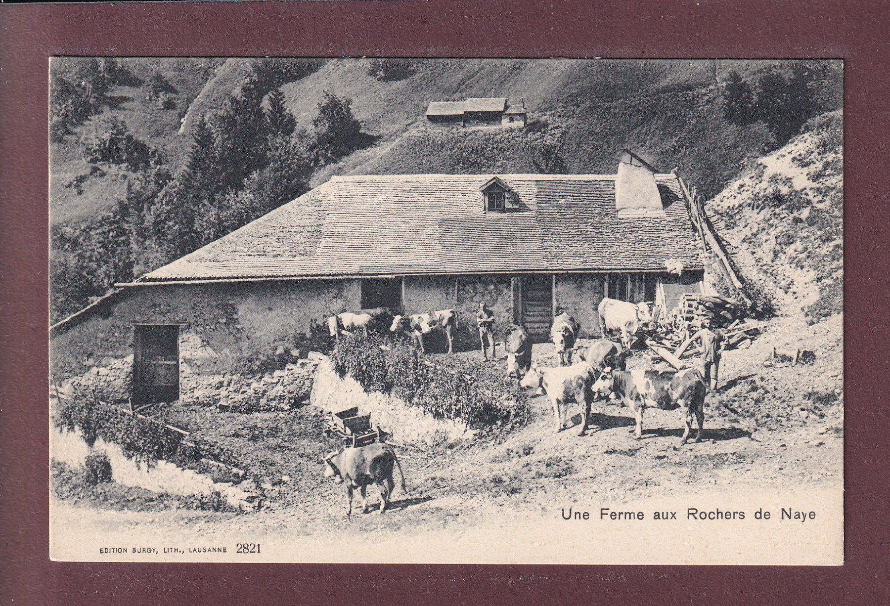 Cartes postales: ROCHERS DE NAYE - Une Ferme - Vaches – D'occasion à Pully par nicecards