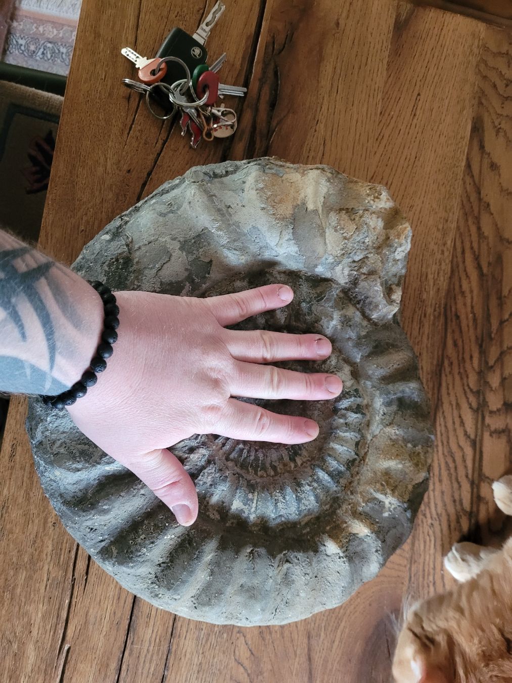 Fossilien: ammonit fosil gross – Gebraucht aus Lupfig von Metallica81 1