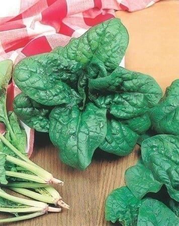Piante & sementi: épinard America 100g – Usato da Bremblens venduto da FIBONACCI369 1