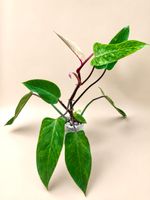 Philodendron Painted Lady