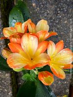 Clivia Miniata – selten pastellorange blühend