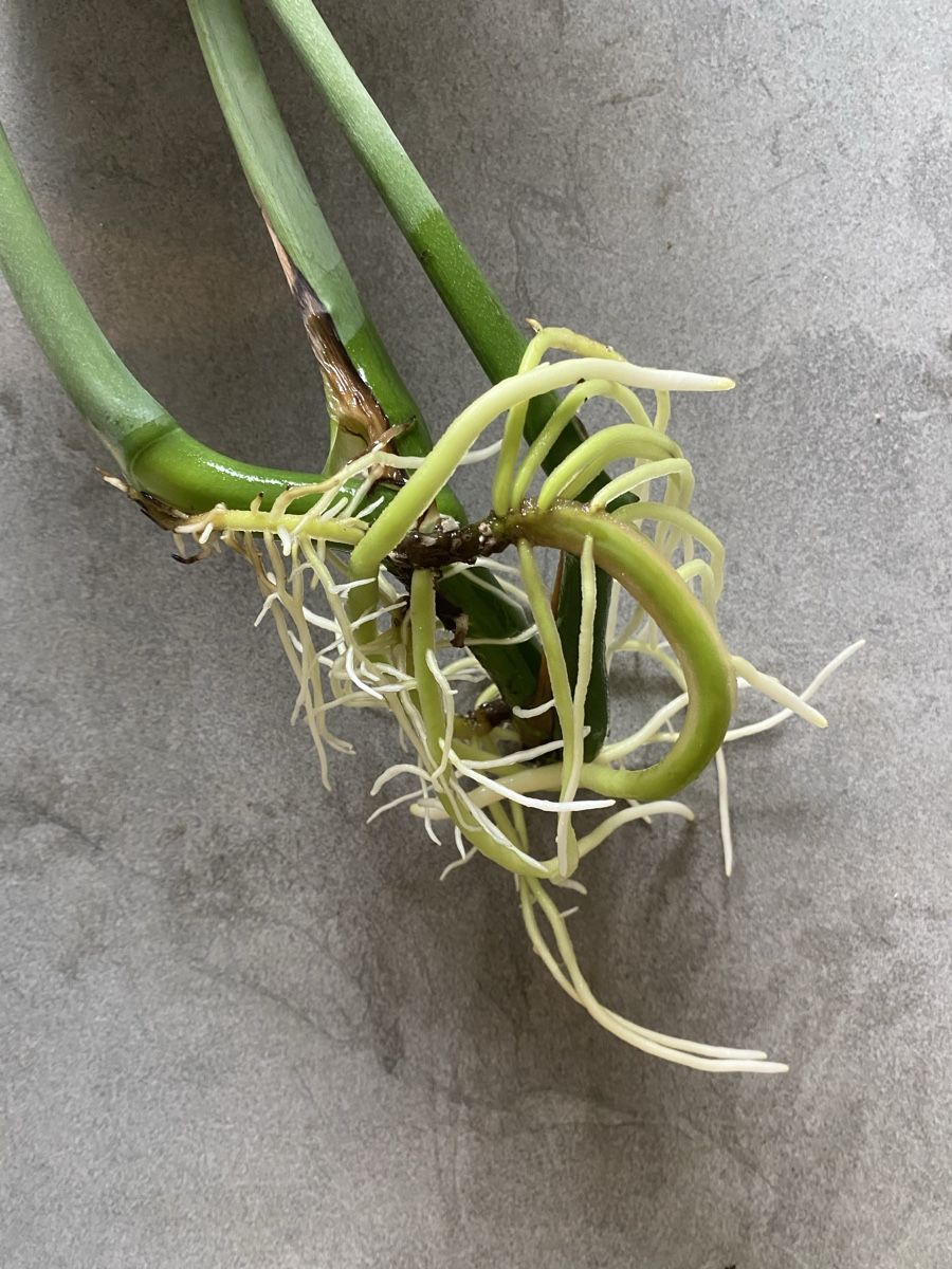 Plantes & graines: Monstera deliciosa - Ableger – Neuf (Voir description) à Maienfeld par Tiramisu3 1