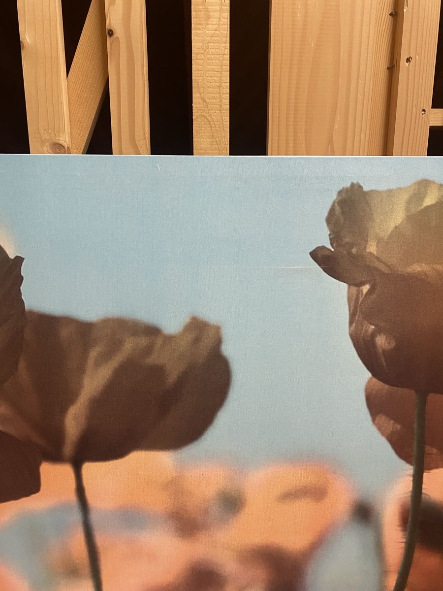 Foto & Immagini: IKEA Wandbild Mohnblumen auf Leinwand – Usato da Oberengstringen venduto da dilara.c 1