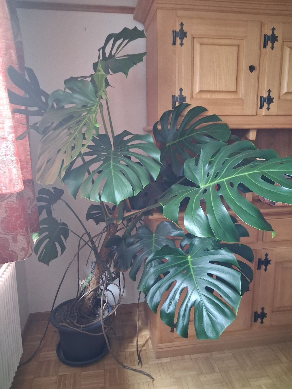 Plantes & graines: Zimmerpflanze – D'occasion à Willerzell par januka 1