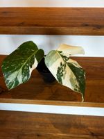 Monstera variegata💚