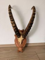 Trophée de bouquetin - cornes 84 cm - Steinbock