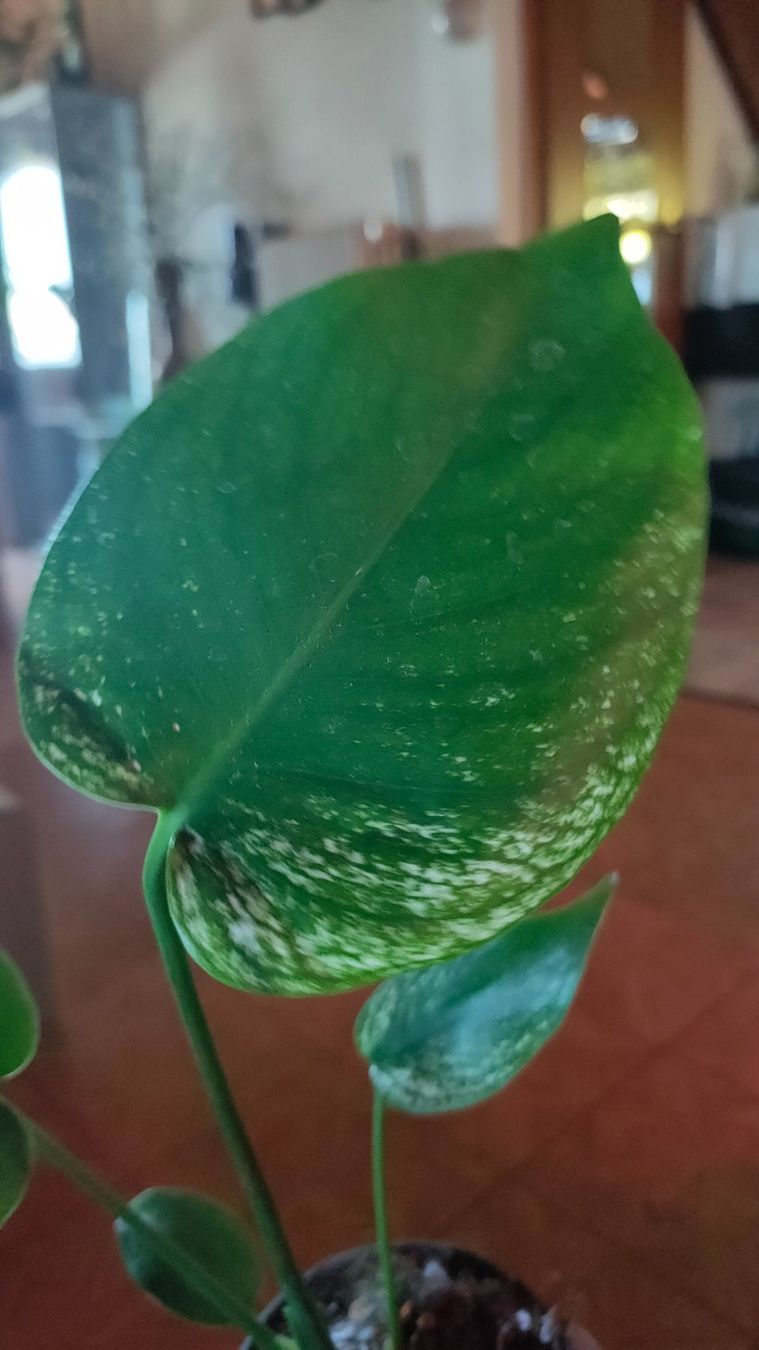 Piante & sementi: monstera Devil très rare !! – Nuovo (secondo la descrizione) da St-Aubin-Sauges venduto da may_2yrv 2