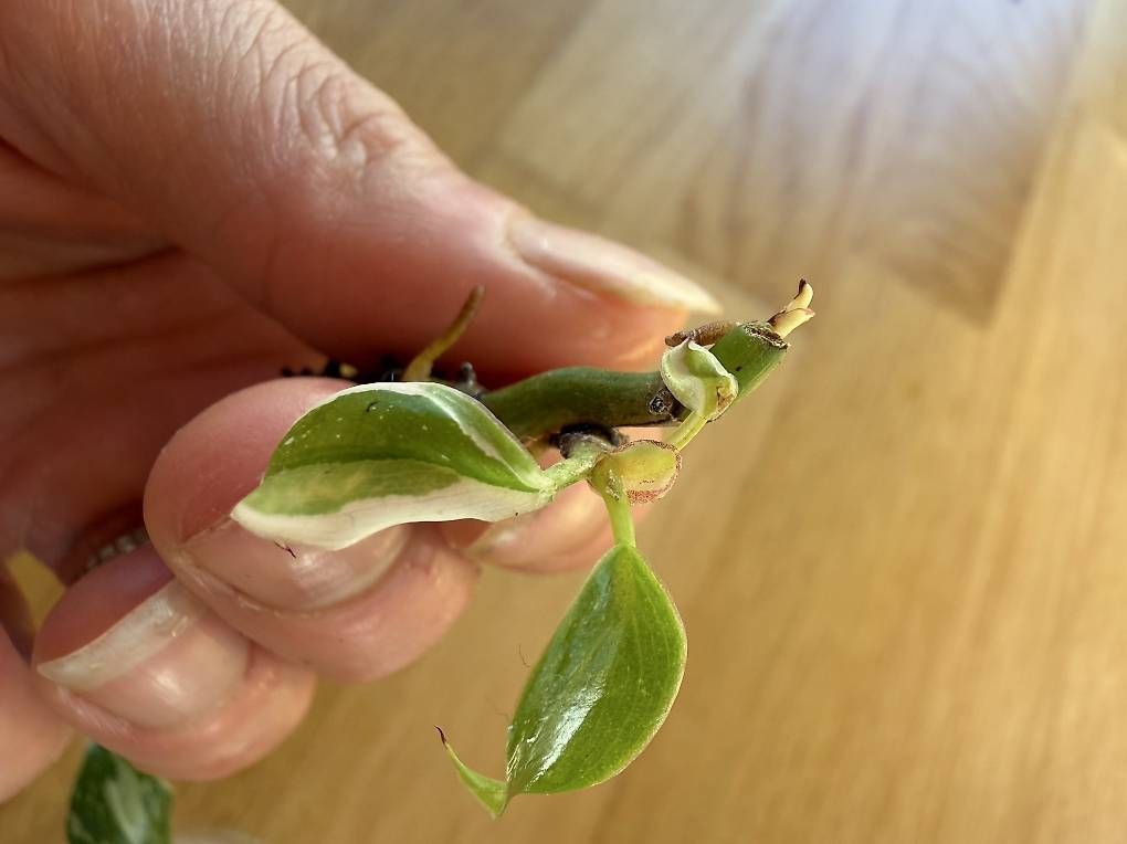 Piante & sementi: DROP DE PHILODENDRONS PRINCESS & WIZARD À PRIX MINI ! – Usato da Spiez venduto da Lunelu 3