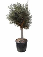 Olivenbaum "Olea Europea 8