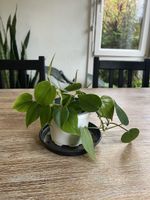 Heartleaf Philodendron🌱