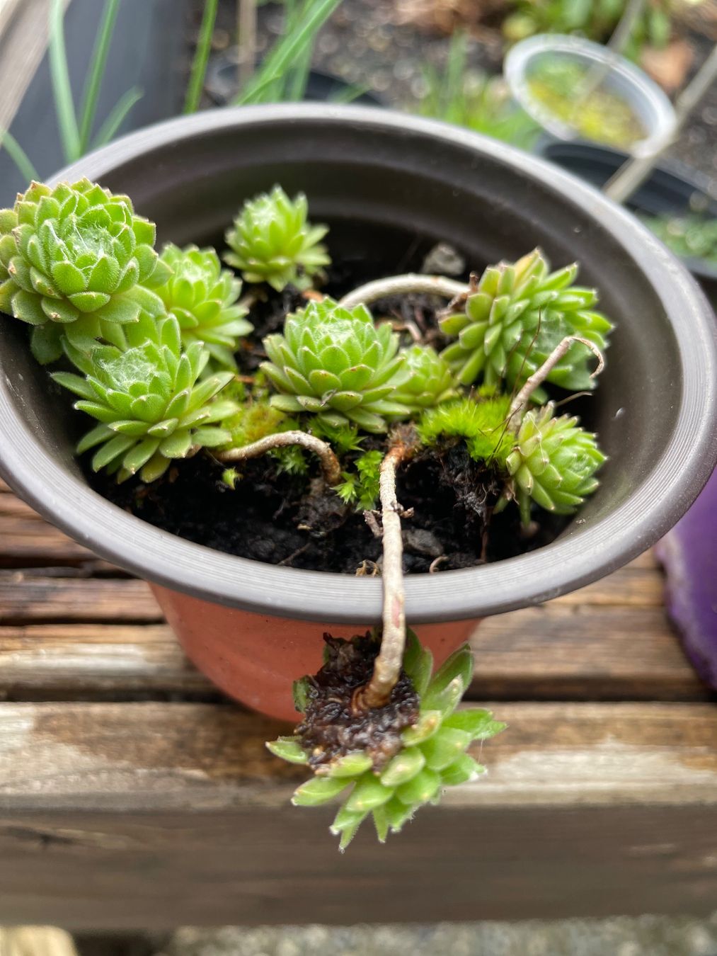 Piante & sementi: HAUSWURZ - Sempervivum Arachnoideum – Nuovo (secondo la descrizione) da Buchs AG venduto da fischli610 8