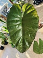 🌿 Alocasia Yucatan Princess Rhizome