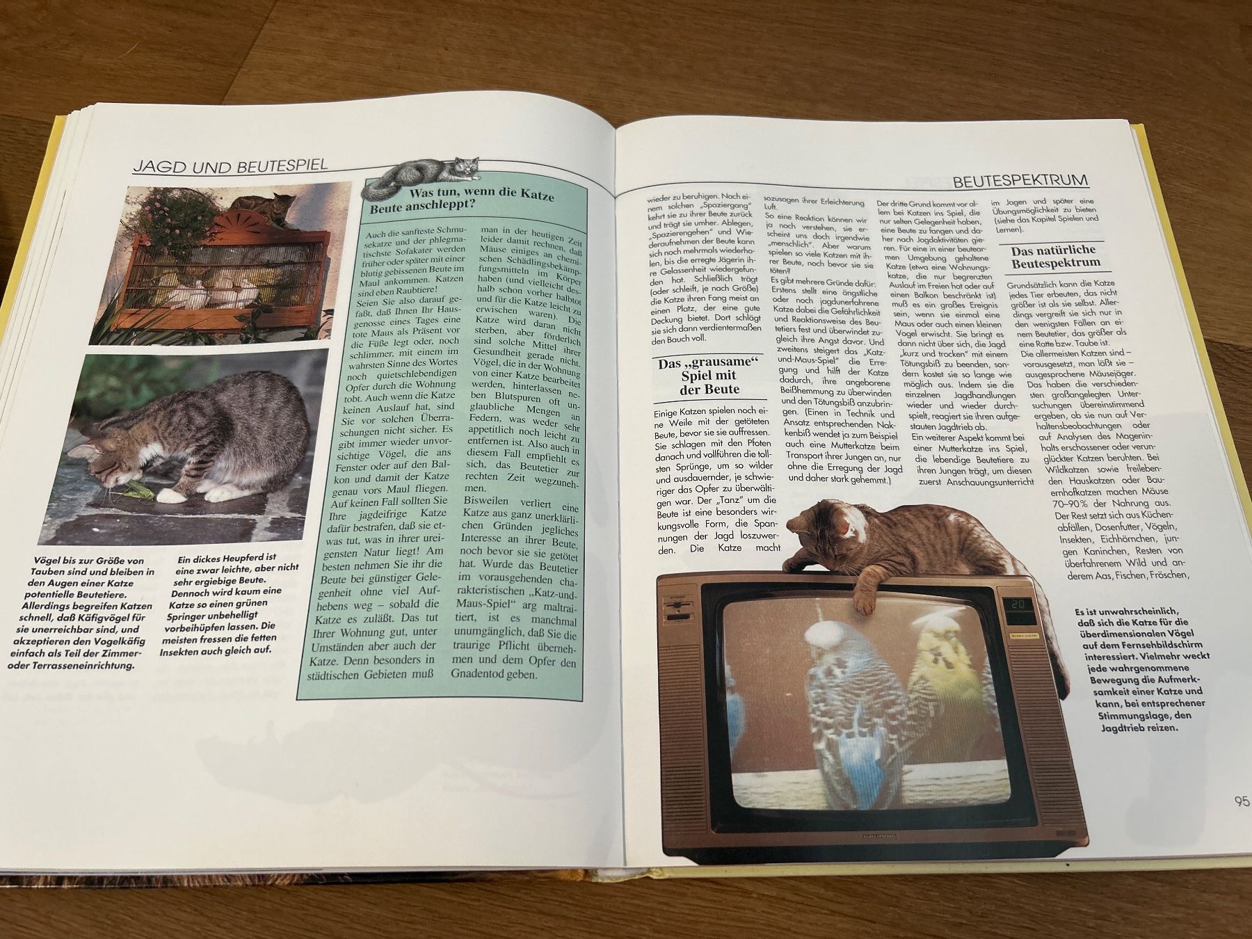 Libri: Katzen richtig verstehen Ratgeber – Usato da Regensdorf venduto da Spyke55 2