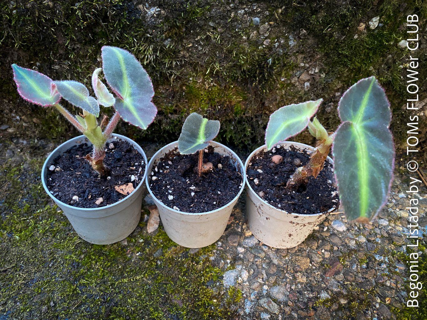 Piante & sementi: Begonia Listada - tropisch aus Brasilien – Nuovo e nell'imballaggio originale da Adliswil venduto da TAKEYOURPLANT 3