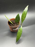 Hoya Memoria/ Gracillis (1-4)