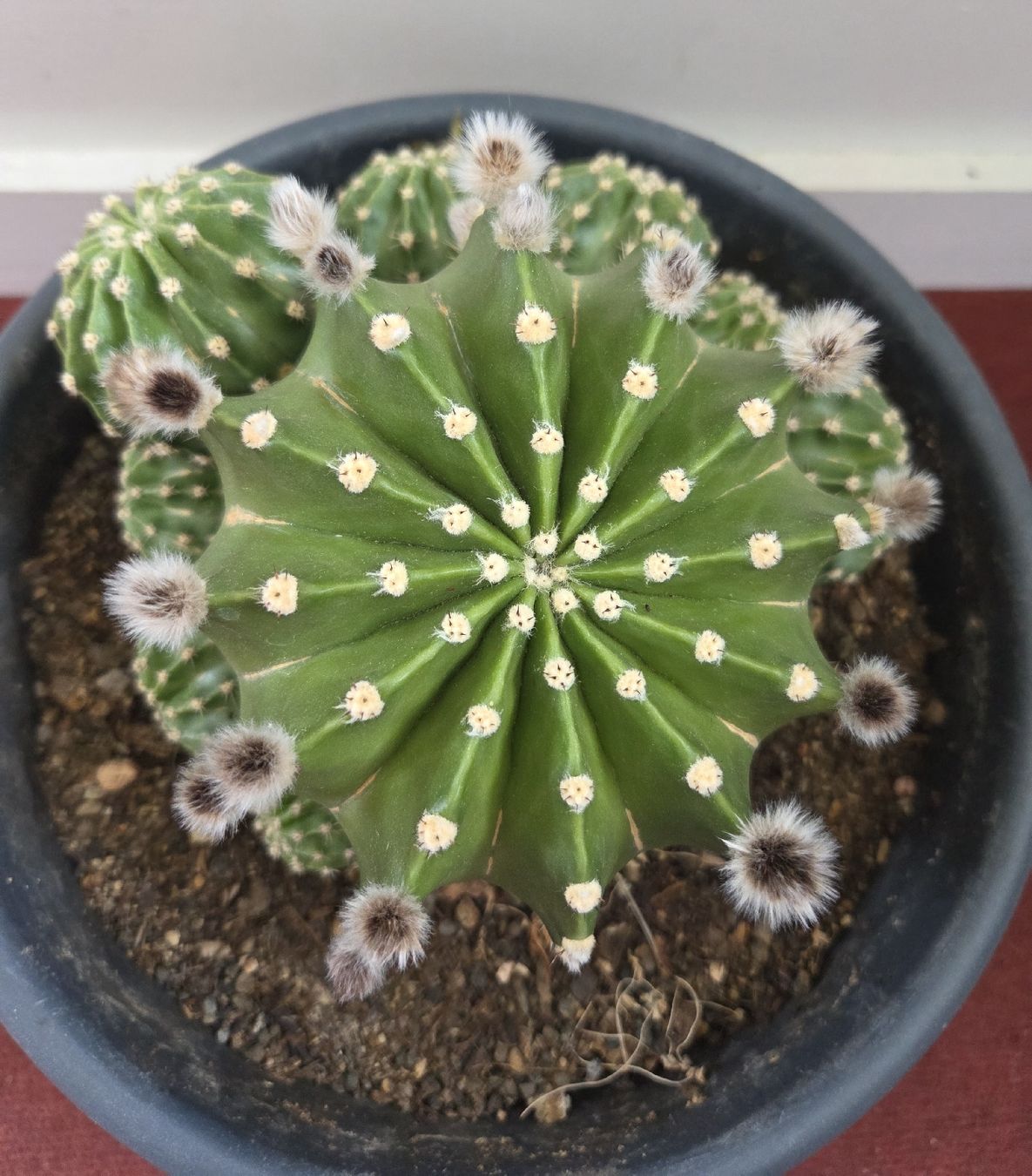 Piante & sementi: Echinopsis Eyriesii Kaktus – Usato da Konolfingen venduto da S1000RR-Karin 4