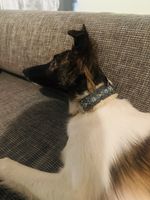 🐕 Sturmwind: Extra flauschiges Windhund-Halsband