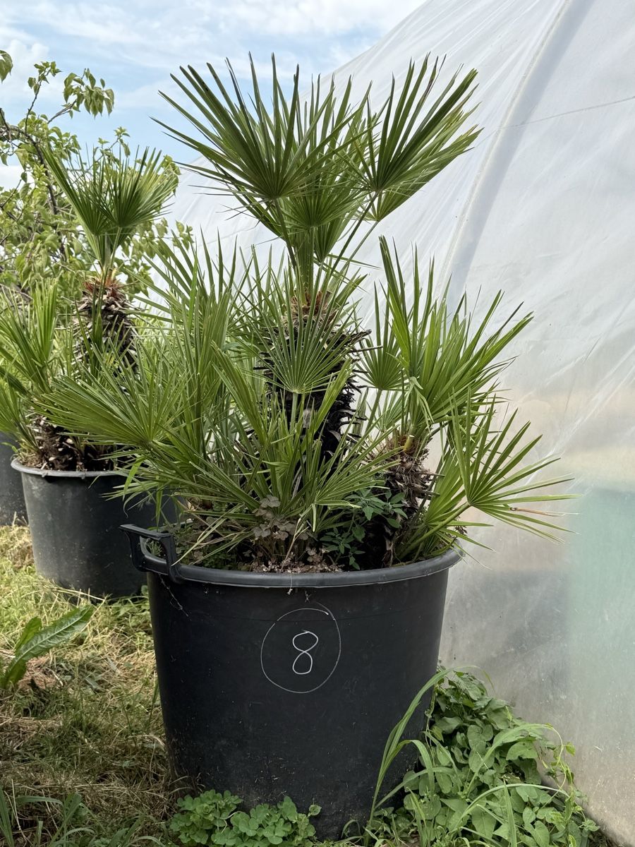 Piante & sementi: Palme Chamaerops Humilis - robuste Palme – Usato da Kleindöttingen venduto da rennhard67