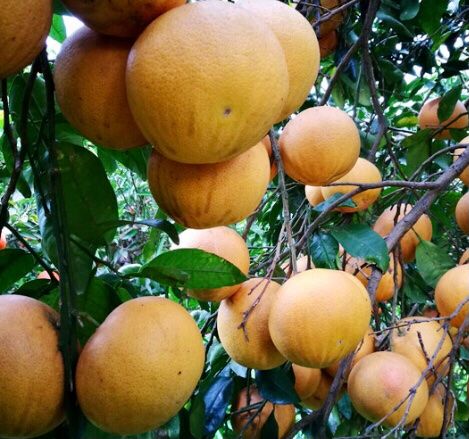 Pflanzen & Samen: 10 Samen Rote Grapefruit STAR RUBY "Citrus Paradisi" – Neu und originalverpackt aus Rovio von POSITIFFARTandPLANTS 3