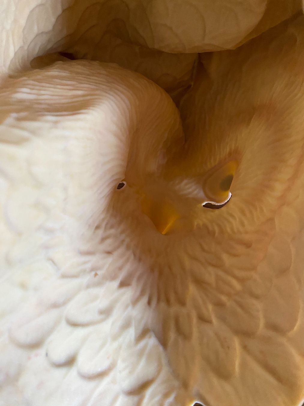 Masques: Halloween Maske – D'occasion à Gümligen par Vicky2 2