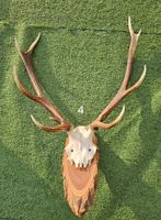 HIRSCH TROPHÄEN UNGERADE 10 SEHR SCHÖN GROS