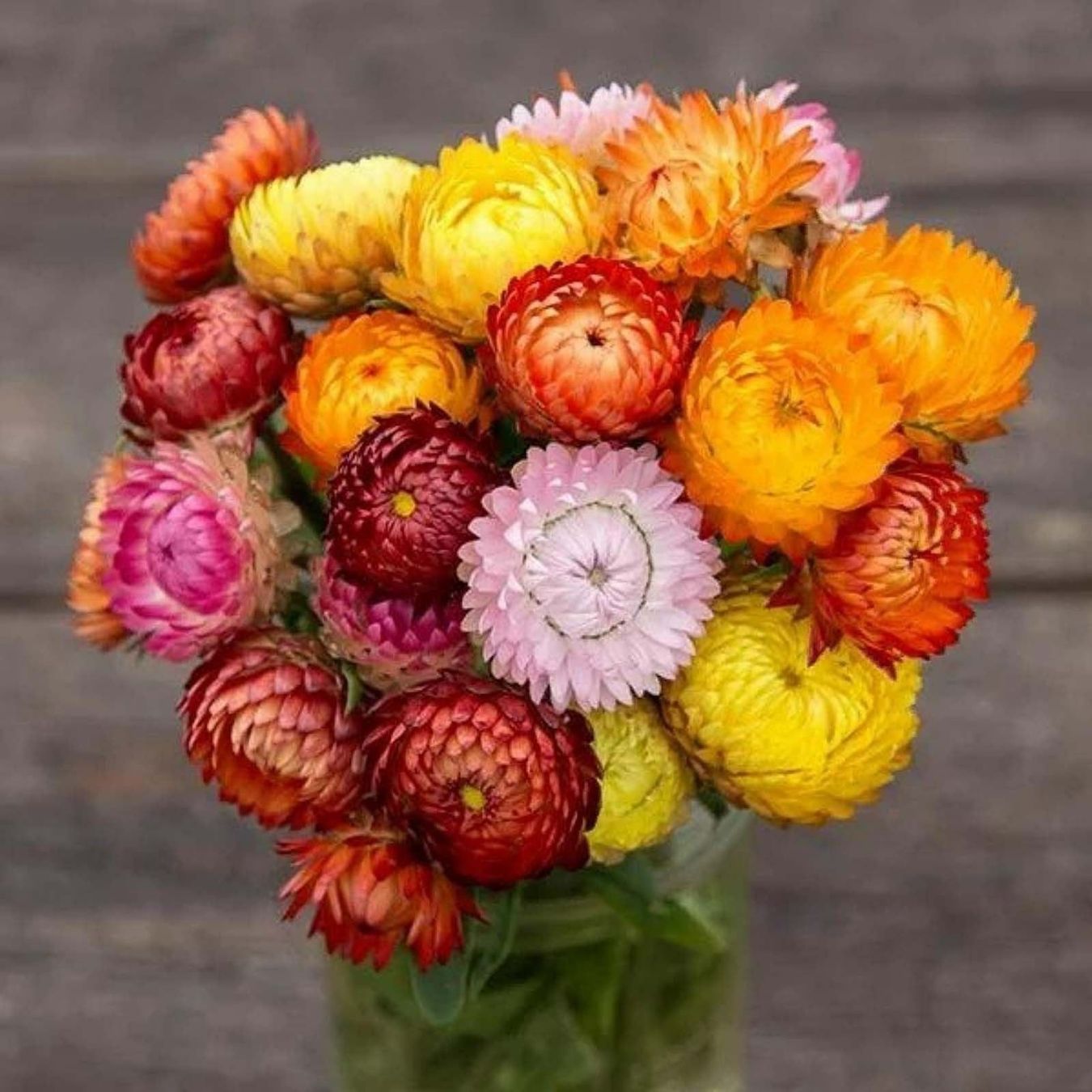 Pflanzen & Samen: 500 Samen Strohblume SWISS GIANT MIX – Neu (gemäss Beschreibung) aus Ehrendingen von VerveinaSamen 1