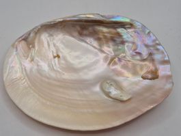 Muschelschale beidseitig hochglanzpoliert – Natur Unikat (7)