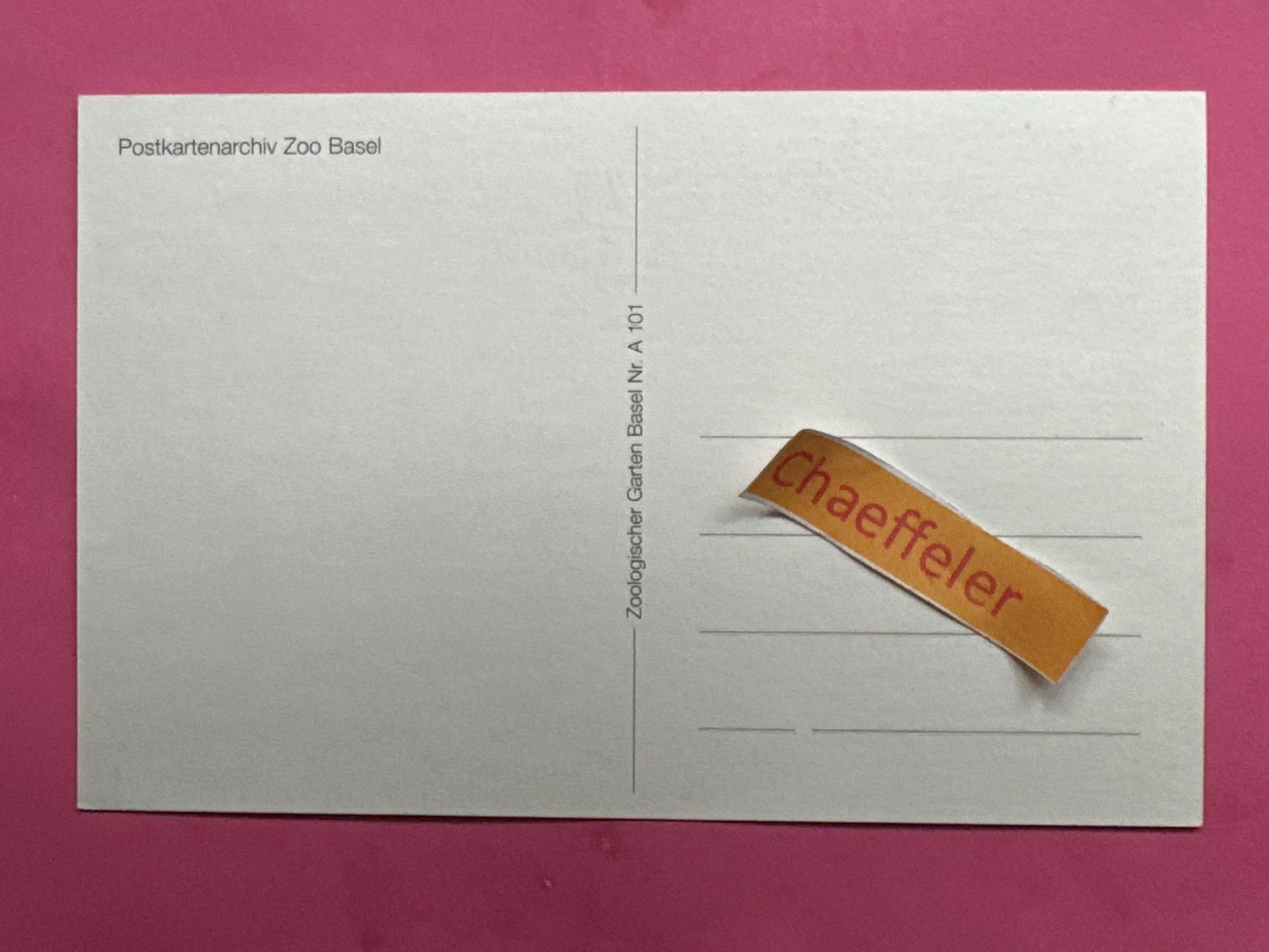 Cartoline postali: Basel. Zoologischer Garten: Puma – Usato da Zürich venduto da Chaeffeler 1