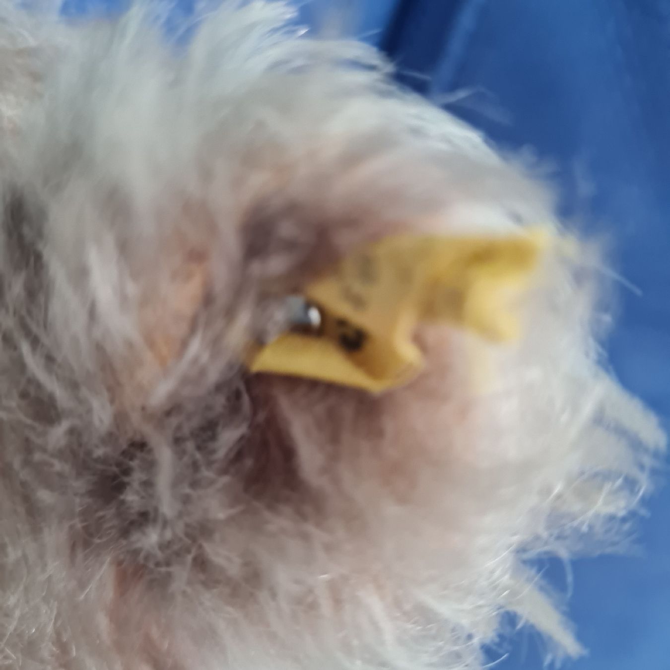 Steiff Giocattoli: STEIFF TEDDY BÄR mit dem kleinen Silberknopf ca.35cm – Usato da Siebnen venduto da annigannig 5