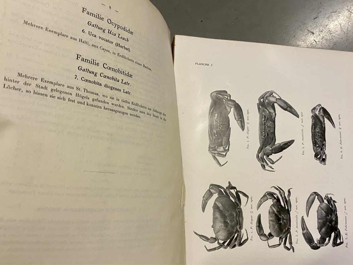 Libri: Explorer Voyage Scientifique Dr Mayor Sces naturelles Expé – Usato da Cointrin venduto da vrossi 8