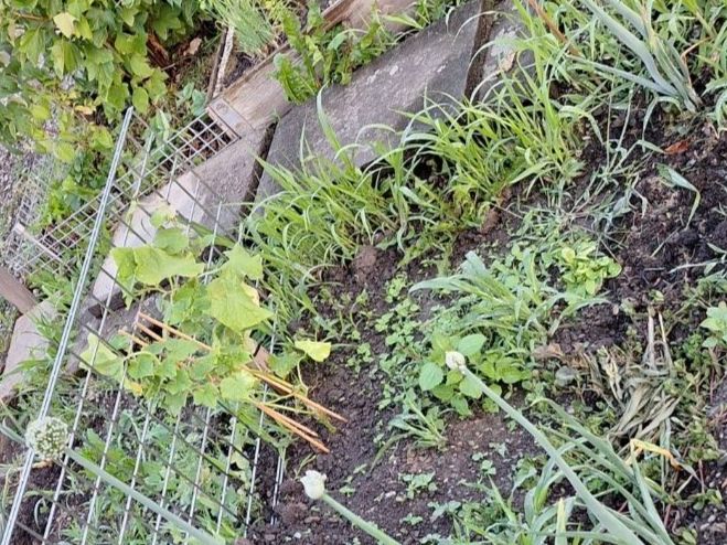 Piante & sementi: Garten Auflösung – Usato da Luzern venduto da Briefmarkentaube